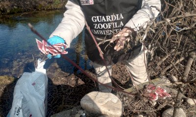 Allarme avvelenamento per gli animali, a Centallo ritrovate 400 bustine di veleno per topi