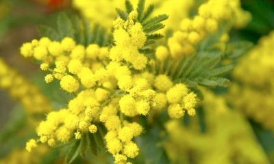 La Città di Mondovì per la Festa Internazionale della Donna