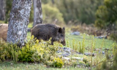 Fauna selvatica, Cia Cuneo: &ldquo;Il sistema degli indennizzi va radicalmente riformato&rdquo;