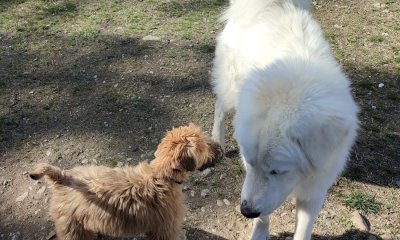 Mondovì, arriva una nuova area cani in via Cornice: il 9 marzo l'inaugurazione