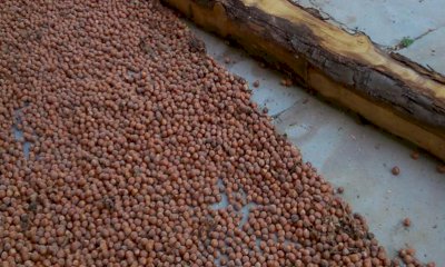 Per la nocciola piemontese una crisi senza precedenti: 