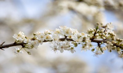 Che primavera sarà? Per l'Arpa inizio stagione piovoso e temperature sopra la media