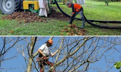Difesa e innovazione del castagno: tornano le prove in campo di Confagricoltura a Caraglio