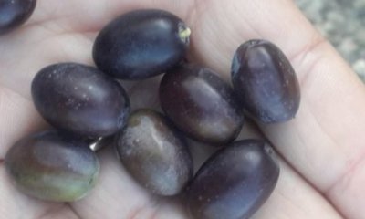 Confagricoltura propone a Treiso una due giorni di formazione sulla coltivazione dell’ulivo