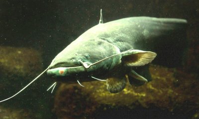 Il Parco del Monviso propone un corso di aggiornamento per giornalisti: focus sulla vita nei fiumi