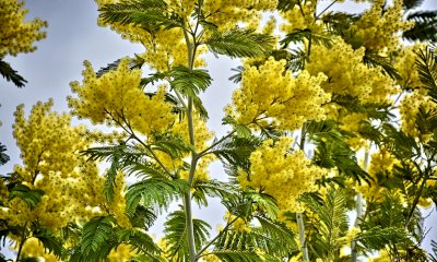 Alba celebra la Giornata Internazionale della Donna con un ricco calendario di eventi