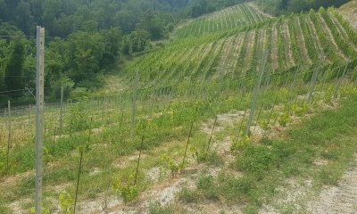 Ristrutturazione e riconversione vigneti: nuovo bando Arpea per il 2026-2027, tempi stretti e meno fondi