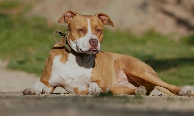 Boves, bimba di tre anni aggredita da un cane nel cortile di casa