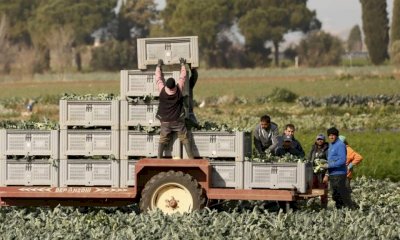 Lavoro agricolo: “Importante non confondere la stagionalità con lo sfruttamento”