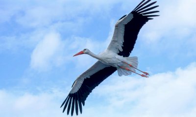 Al Cinema Monviso una serata con Gabriella Vaschetti dedicata alle cicogne bianche