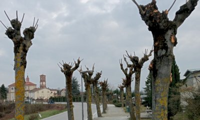 135 alberi potati in 5 giorni: grande lavoro di squadra per il viale di Briaglia