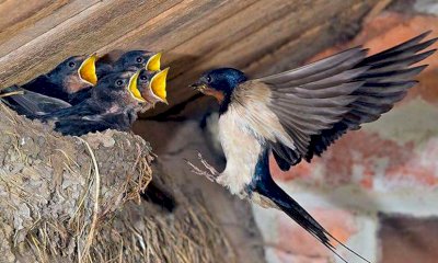 Cuneo, torna l'annuale appuntamento 