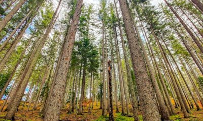 Giornata Internazionale delle Foreste: i boschi piemontesi al centro delle politiche regionali