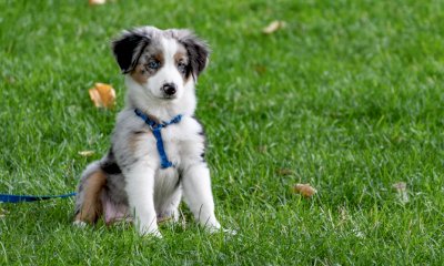 L’Asl CN2 lancia a Bra un nuovo corso di formazione per proprietari di cani