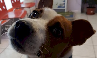 “Grazie ai veterinari che hanno curato il mio Athos”