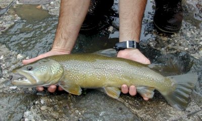 Pesca, la Provincia ha autorizzato quindici immissioni per un totale di 7.679 chili di trote iridee sterili