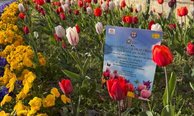 Fioriscono i bulbi di tulipano donati dal Castello di Pralormo ad Alba