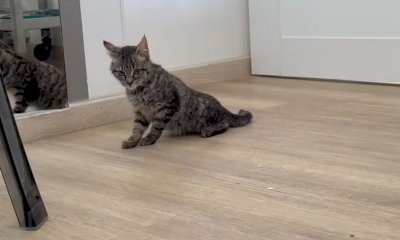 “Aiutateci a pagare le spese mediche per una gattina randagia”