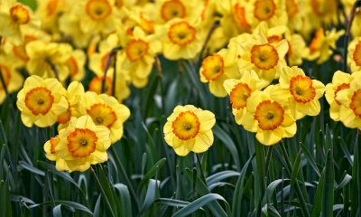 Il parcheggio… fiorisce: a Mondovì la piazza si trasforma in un giardino gigante