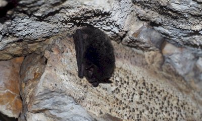 Prorogata fino al 10 aprile la chiusura della Grotta di Rio Martino