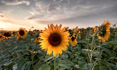 Farigliano in giallo: la magia dei girasoli si prepara a colorare il paese