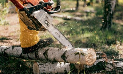 Ormea, interventi urgenti di abbattimento alberi lungo via Albareto
