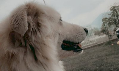 “Antonio vuole trovare un nuovo amico per Frankie prima di morire, aiutiamolo”