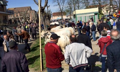 A Cherasco torna la Fiera del Vitello Grasso