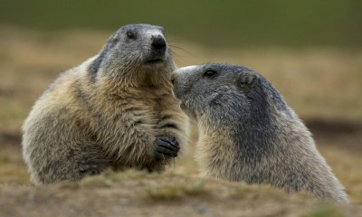Come stanno le marmotte sulle Marittime? Il Parco chiede aiuto agli escursionisti