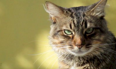 “Il gatto non è un cane”: due serate sul mondo felino