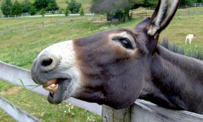 La contesa su un asino zoppo porta a processo un carabiniere