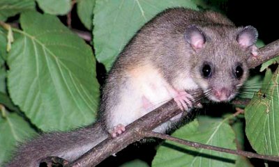 La Provincia di Cuneo ha approvato il Piano di controllo del ghiro 2026-2030