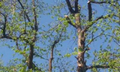 Castagneto da frutto: una dimostrazione pratica su gestione e potatura organizzata da Cia Cuneo