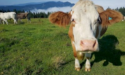 Uso civico dei pascoli a Frabosa Sottana: aperte le istanze per la stagione 2026