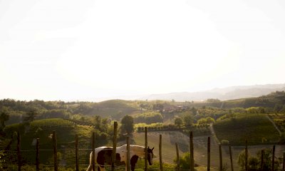 La Collina degli Elfi si racconta a tavola: il 30 aprile doppia cena solidale ad Alba e Asti