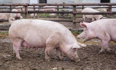 ClassyFarm, mercoled&igrave; 29 aprile a Fossano il seminario gratuito sui nuovi standard del benessere animale