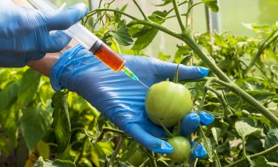 Scontro sugli OGM in Regione, AVS: “A rischio le filiere biologiche e le piccole e medie aziende agricole”