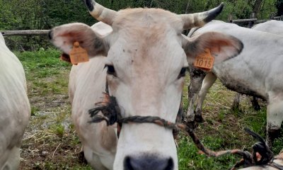 Frabosa Sottana si veste a festa: la Fera 'd San Giors entra nel vivo