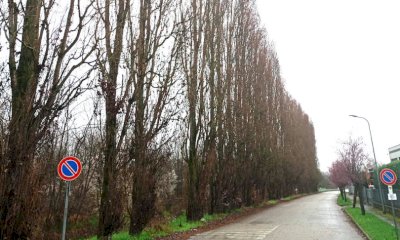 Montà, le associazioni ambientaliste contro l'abbattimento dei pioppi nella zona industriale