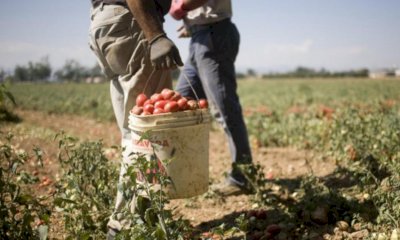 Nel Distretto della frutta delle Terre del Monviso al lavoro oltre 10 mila braccianti