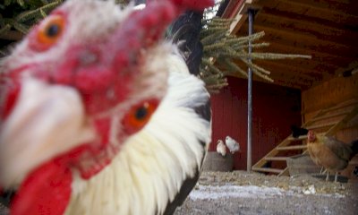 Ex dirigente di banca accusato di furto di polli: il “mistero” finisce in tribunale