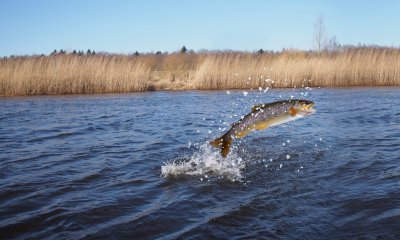 Oltre la superficie: il FAI svela i segreti dei fiumi cuneesi 