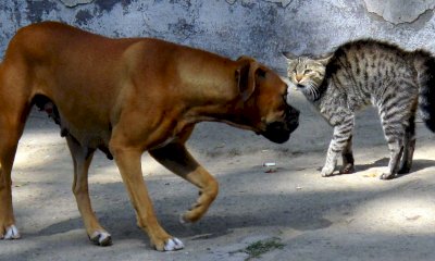 I cani aggrediscono il gatto in cortile, tra i padroni scoppia il parapiglia