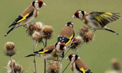 Escursione di birdwatching con la Lipu nel Parco fluviale Gesso e Stura
