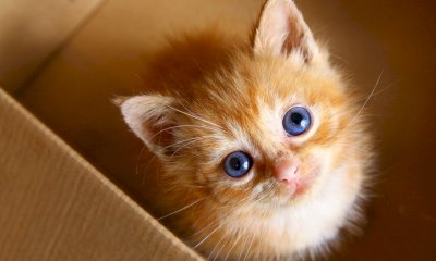 A Savigliano un corso per imparare la lingua dei gatti