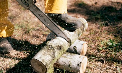 A Ceva si abbattono le alberate pericolose lungo il Bovina