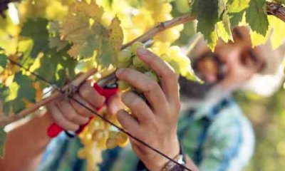Bra celebra il vino e il territorio: torna il "Sabato del Vignaiolo"