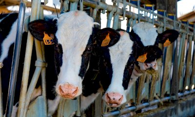 Allevamenti intensivi, la Granda quarta in Italia per emissioni. Fossano prima per quelle di ammoniaca