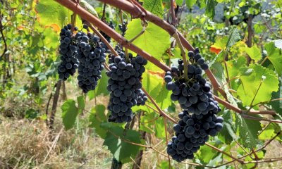 Prove in campo a Barolo, Coldiretti Cuneo porta l&rsquo;innovazione tra i filari