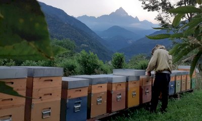Miele e impollinazione: a Paesana una giornata tra api ed escursionismo lungo il Po